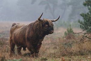 Schottischer Highlander-Stier