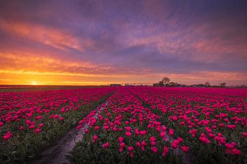 Roze Tulpen met Zonsondergang van Zwoele Plaatjes