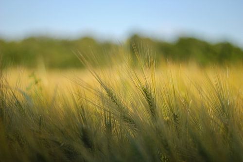 Grain field