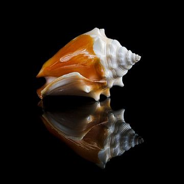 Still life with a single shell 5 by Boudewijn Vermeulen