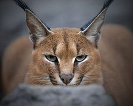 Deze Caracal kijkt je aan van Patrick van Bakkum