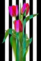 Royal Dutch III