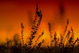 blauwtje tijdens zonsondergang sur Maria  Van Dijk