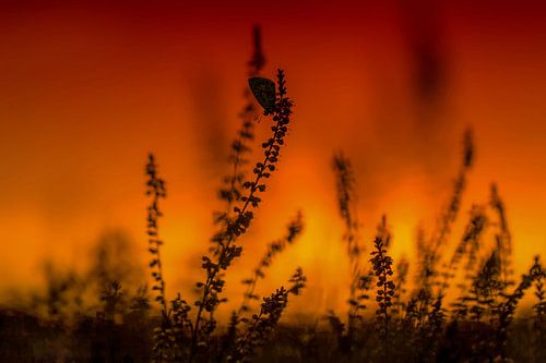 blauwtje tijdens zonsondergang