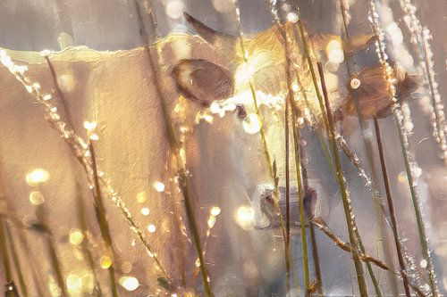 Ochtendlicht op het Leersumse Veld