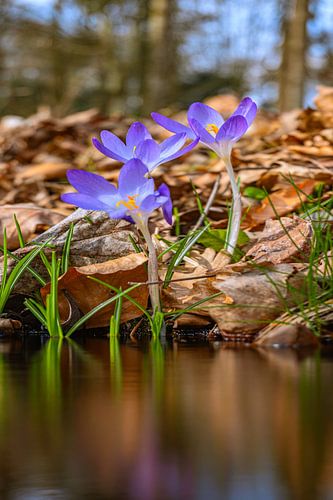 La danse des crocus