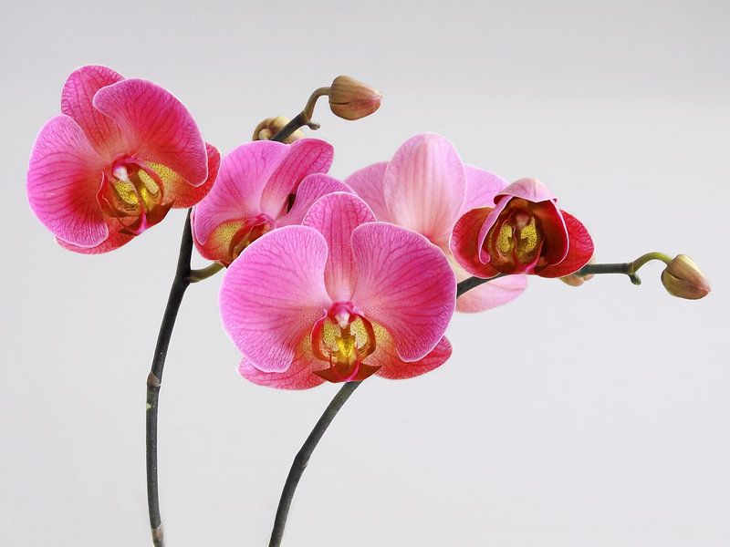Pink Orchids by Ioana Hraball