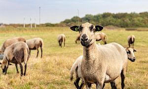 Des moutons curieux dans les dunes