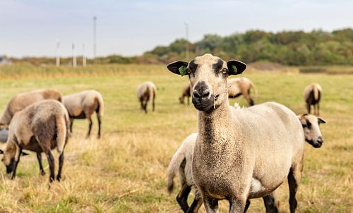 Nieuwsgierig schaap in de duinen
