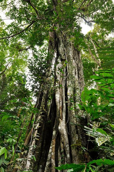 Pristine tree by Yume Fotografie