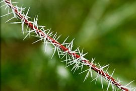 Rijp op rode kornoelje