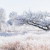 Een bevroren wereld, prachtige natuur tijdens het winter seizoen van Ratna Bosch