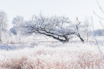 Een bevroren wereld, prachtige natuur tijdens het winter seizoen