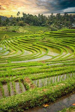 Grüne frische Reisterrassen auf Bali, Indonesien