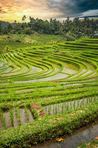 Frisgroene rijstterrassen op Bali, Indonesië