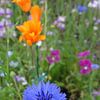 Blauwe korenbloem van Lotte Veldt