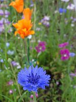 Blauwe korenbloem