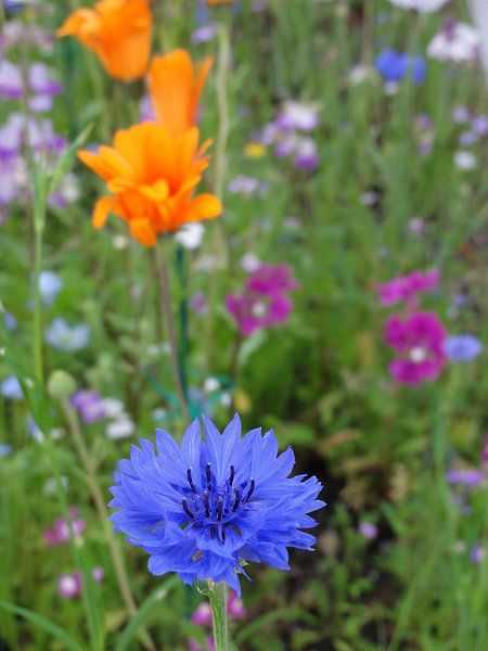 Blauwe korenbloem par Lotte Veldt