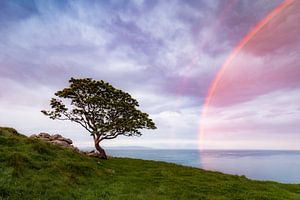 Baum am Meer von Daniela Beyer