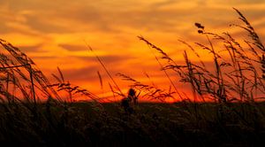 Zonsondergang bij Trintelen in Zuid-Limburg