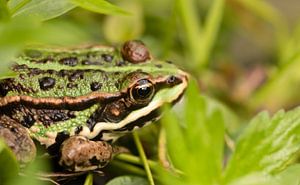 green frog by Martin Mol