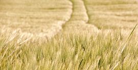 Tracks in corn field in spring