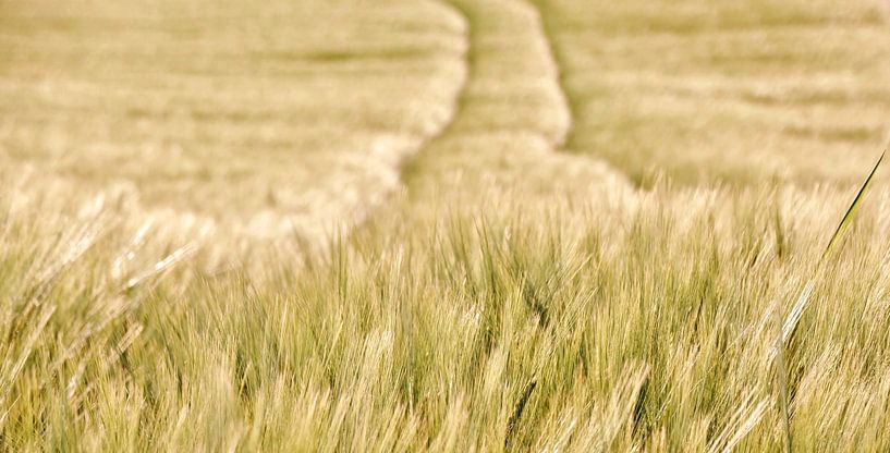 Spuren im Getreidefeld im Frühling von Werner Lehmann