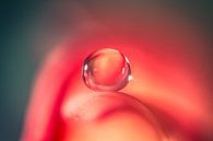 macro van een waterdruppel op een rozenblaadje van Bert Nijholt thumbnail