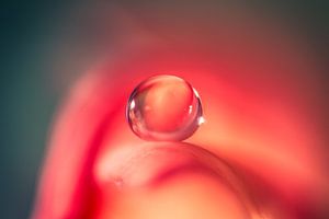 Makro eines Wassertropfens auf einer Rosenblüte