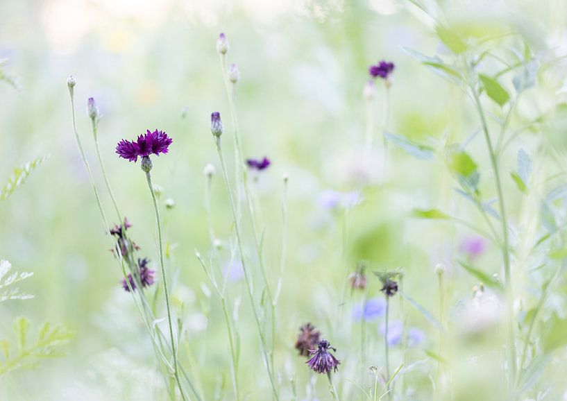 So etwas wie Gras gibt es nicht von Boogartphotographics