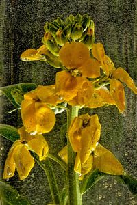 Im Wasserglas - Goldlack