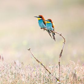 Twee bijeneters in pasteltinten – harmonie in de natuur van Judith Borremans Natuurfotografie