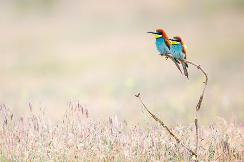 Two bee-eaters in pastel shades - harmony in nature by Judith Borremans Natuurfotografie