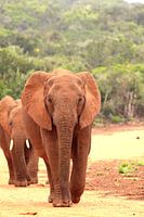 Two African elephants on the road
