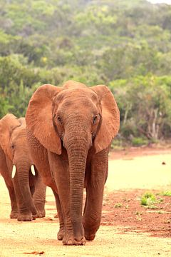 Deux éléphants d'Afrique sur la route sur Bobsphotography