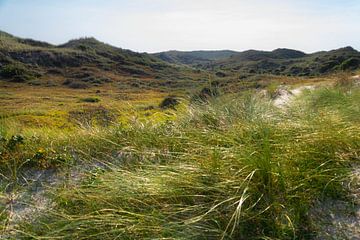 Zonlicht over het uitgestrekte duinlandschap van Lisette Rijkers