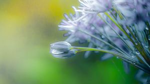 Allium