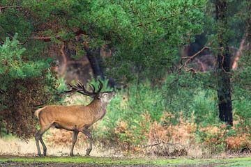 Stag under the pine tree by Daniela Beyer