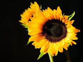 Sunflower by Nikita Sukhinin