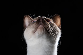 Katze schaut auf