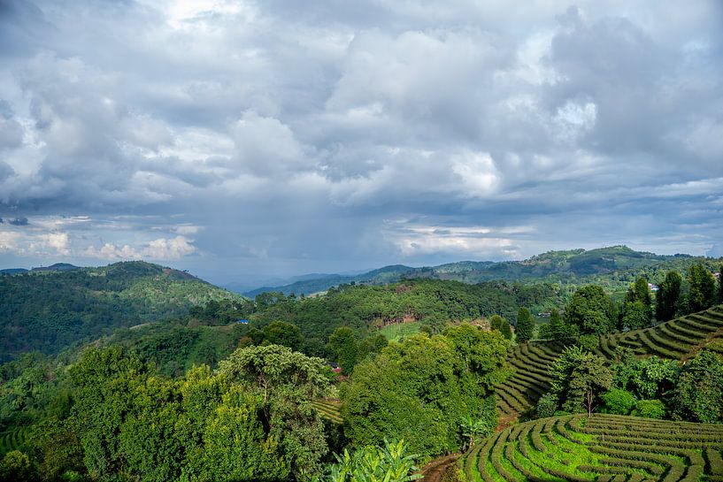 Doi Mae Salong, province de Chiang Rai dans le nord de la Thaïlande par Franklin Driessen