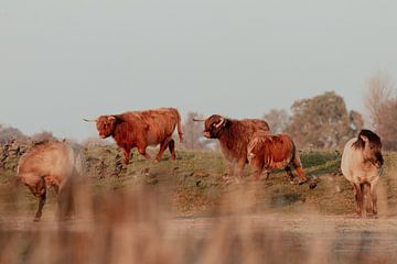 Schotse Hooglanders in de Nederlandse Duinen van Anne Zwagers