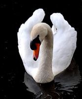 Zwaan