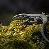 Un lézard commun est assis sur de la mousse verte sur Sonja Foerster-Odenthal