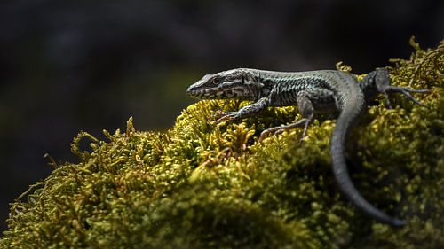 Un lézard commun est assis sur de la mousse verte sur Sonja Foerster-Odenthal