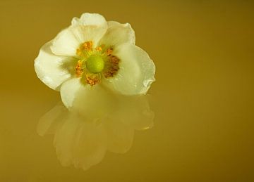 Witte bloem met groene achtergrond en reflectie van Linda van der Meer