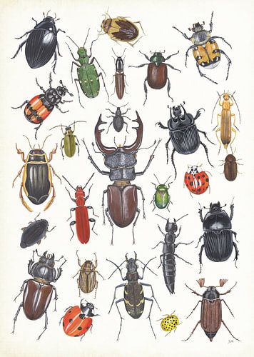 Collage beetles in the Netherlands
