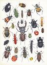 Collage beetles in the Netherlands by Jasper de Ruiter thumbnail