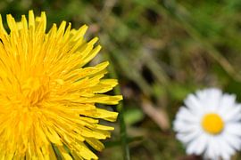 Bloemen in het gras von Froukje Hobma