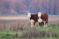Cow duo by Karin van Rooijen Fotografie thumbnail